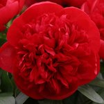Red Charm