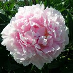 Пион весна Sarah Bernhardt