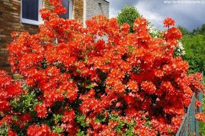 Поиск Азалия гибридная Хотспур ред (С2 Н20-30) цветки красно-оранжевые Azalea hybrida Hotspur Red