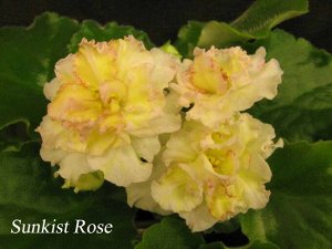 Sunkissed Rose (LLG/D.Herringshaw)