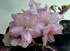 ПТ-Арина НОВИНКА!!!
ПТ-Арина (ФО42)
Очень крупные простые цветы нежно-розового цвета украшенные сиреневой каймой напыления, штрихами того же цвета по лепесткам и белой с зеленцой слегка волнистой кайм