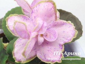 ПТ-Арина НОВИНКА!!!
ПТ-Арина (ФО42)
Очень крупные простые цветы нежно-розового цвета украшенные сиреневой каймой напыления, штрихами того же цвета по лепесткам и белой с зеленцой слегка волнистой кайм