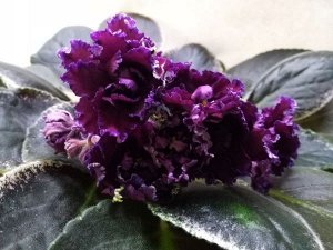РС - Черная Роза
