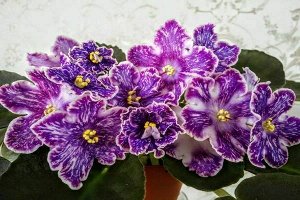 DS-Изюм DS-Изюм (Dimetris)
Сине-фиолетовый цветок с белыми штрихами по цветку и с широкой белой каймой на волнистых кончиках лепестков. Белый глазок в центре. Малиновая окаймляющая полоса на границе б