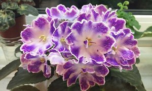 DS-Изюм DS-Изюм (Dimetris)
Сине-фиолетовый цветок с белыми штрихами по цветку и с широкой белой каймой на волнистых кончиках лепестков. Белый глазок в центре. Малиновая окаймляющая полоса на границе б