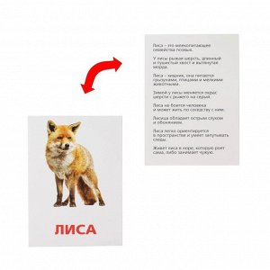ЛАС ИГРАС Обучающие карточки по методике Г. Домана «Дикие животные», 12 карт, А6