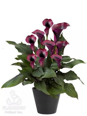 Калла Вид: Pot/Cut. Высота: 50-70 см Callalily 'Rudolph' - великолепный сорт темно-красного бургундского с глубоким ярким цветом