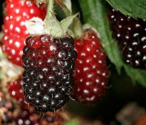 Ежемалина 'Loganberry'