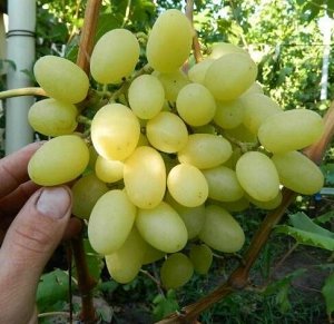 Виноград столовый ЛАНДЫШ