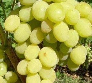 Виноград столовый АВГУСТИН