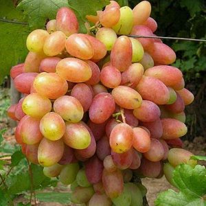 Виноград столовый ЮБИЛЕЙ НОВОЧЕРКАССКА