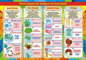 Обучающий плакат "Биология"