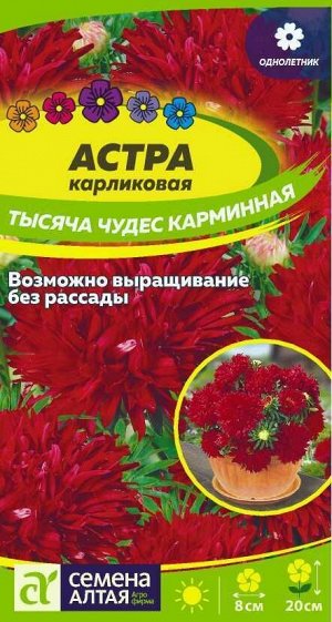 Астра Тысяча чудес карминная карликовая /Сем Алт/цп 0,15 гр.