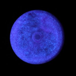 Краска акриловая люминесцентная (светящаяся в темноте), LUXART Lumi, 20 мл, фиолетовый, небесно-голубое свечение