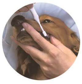 LION Pet Tooth Brush - зубная щетка для кошек и собак