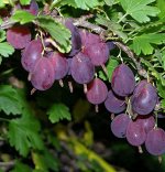 Крыжовник ЧЕРНОСЛИВОВЫЙ