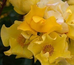Али Дорате Цвет: лимонно-желтый
Кол-во цветков на стебле:  5-10
Размер цветка:  6-8 см, слабомахровый
Аромат:  лёгкий, нежный
Цветение: повторное, обильное
Высота: 70-90 см
Ширина: 60 см
Освещенность: