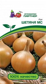 Лук репчатый Шетана МС