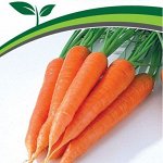 Морковь, свекла