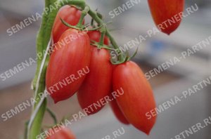 ПАРТНЕР Томат Леон F1 ( 2-ной пак.) / Мелкоплодные гибриды томата с массой плода до 100 г