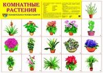 Демонстрационный плакат &quot;Комнатные растения&quot;