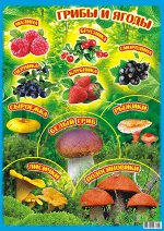 Плакат-постер А2 &quot;Грибы и ягоды&quot;