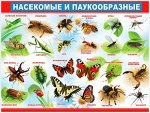 Обучающий плакат &quot;Насекомые и паукообразные&quot;