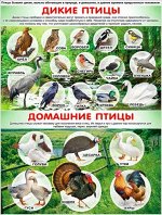 Обучающий плакат &quot;Дикие и домашние птицы&quot;