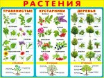 Обучающий плакат &quot;Растения&quot;