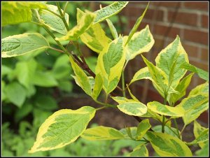 Дёрен белый Cornus alba 'Gouchaultii 40/60