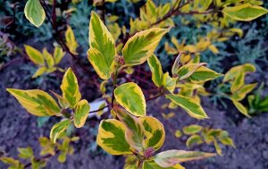 Дёрен белый Cornus alba 'Gouchaultii 40/60