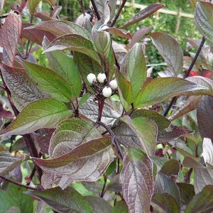 Дёрен белый Cornus alba 'Kesselringii 40/60 см