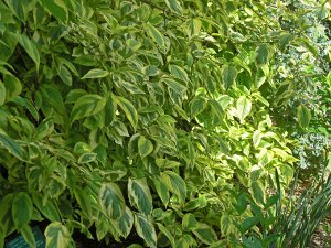 Дёрен блестящий Cornus stolonifera 'Flaviramea