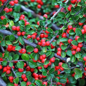 Кизильник Дильса Cotoneaster dielsianus 40-60