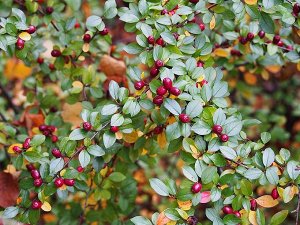 Кизильник растопыренный Cotoneaster divaricatus 30-50