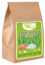 Сидерат Пшеница озимая (Эко Сад) 0,5 кг (Алтай) (15шт/уп)