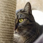 Кошкин дом🐱: сюрприз для киски. Переноски