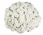 Хризантема Bliss White,номер 2