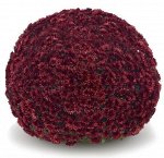 ХРИЗАНТЕМА Aduro Red