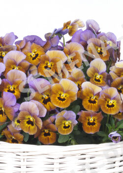 Виола грильяж 0,1г ц/п (гавриш) чуд. Виола виттрока грильяж. Виола виттрока рококо. Виола грильяж. Виола грильяж.