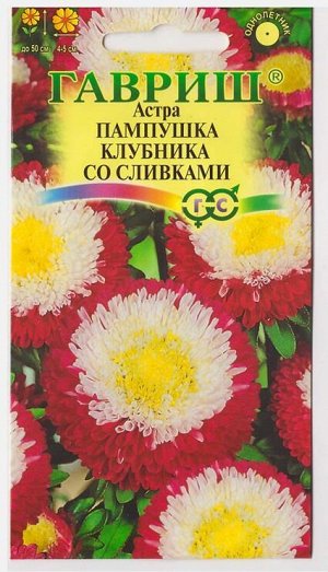 Астра Пампушка клубника со сливками (Код: 73049)