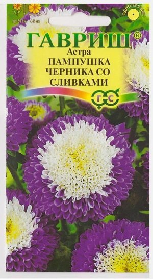 Астра Пампушка черника со сливками (Код: 73046)