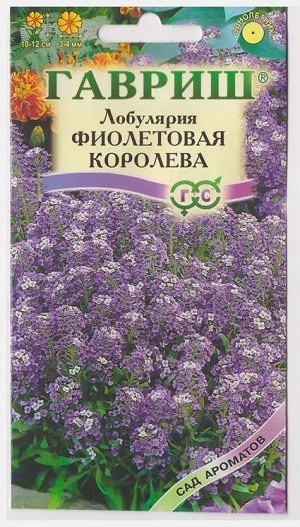 Лобулярия Фиолетовая королева (Код: 11012)