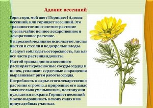 Мариславна Адонис весенний (трава и цветы)