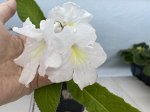 Стрептокарпус без названия