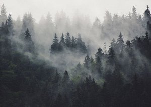 Фотообои Лес в Тумане