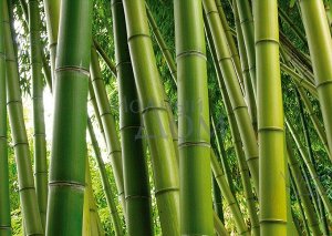 Фотообои Бамбуковый Лес