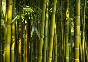 Фотообои Бамбуковые заросли