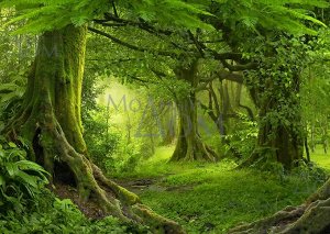 Фотообои Таинственный лес
