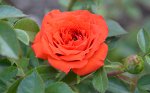 ОРАНЖ ДЖЕВЕЛ (ORANGE JUWEL)  миниатюрная роза